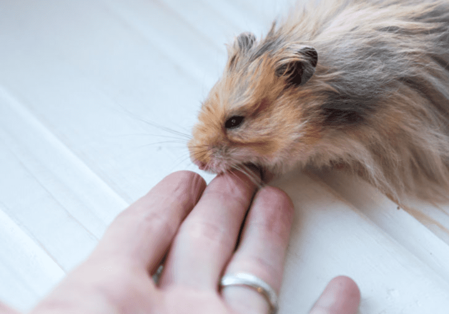 Chuột Hamster Chết Nên Làm Gì?